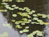 Nuphar lutea. Цветущие растения в дворцовом парке. Польша, Беловежа, р. Наравка. 22.06.2009.