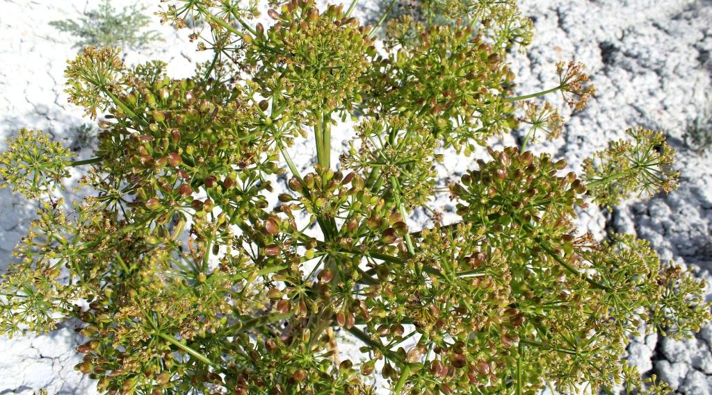 Image of Ferula karakalensis specimen.