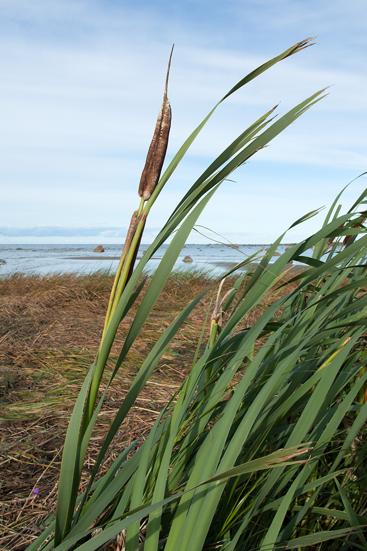 Image of Typha latifolia specimen.