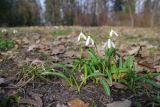 Galanthus plicatus. Цветущие растения. Украина, г. Киев, дендропарк. 15.03.2017.