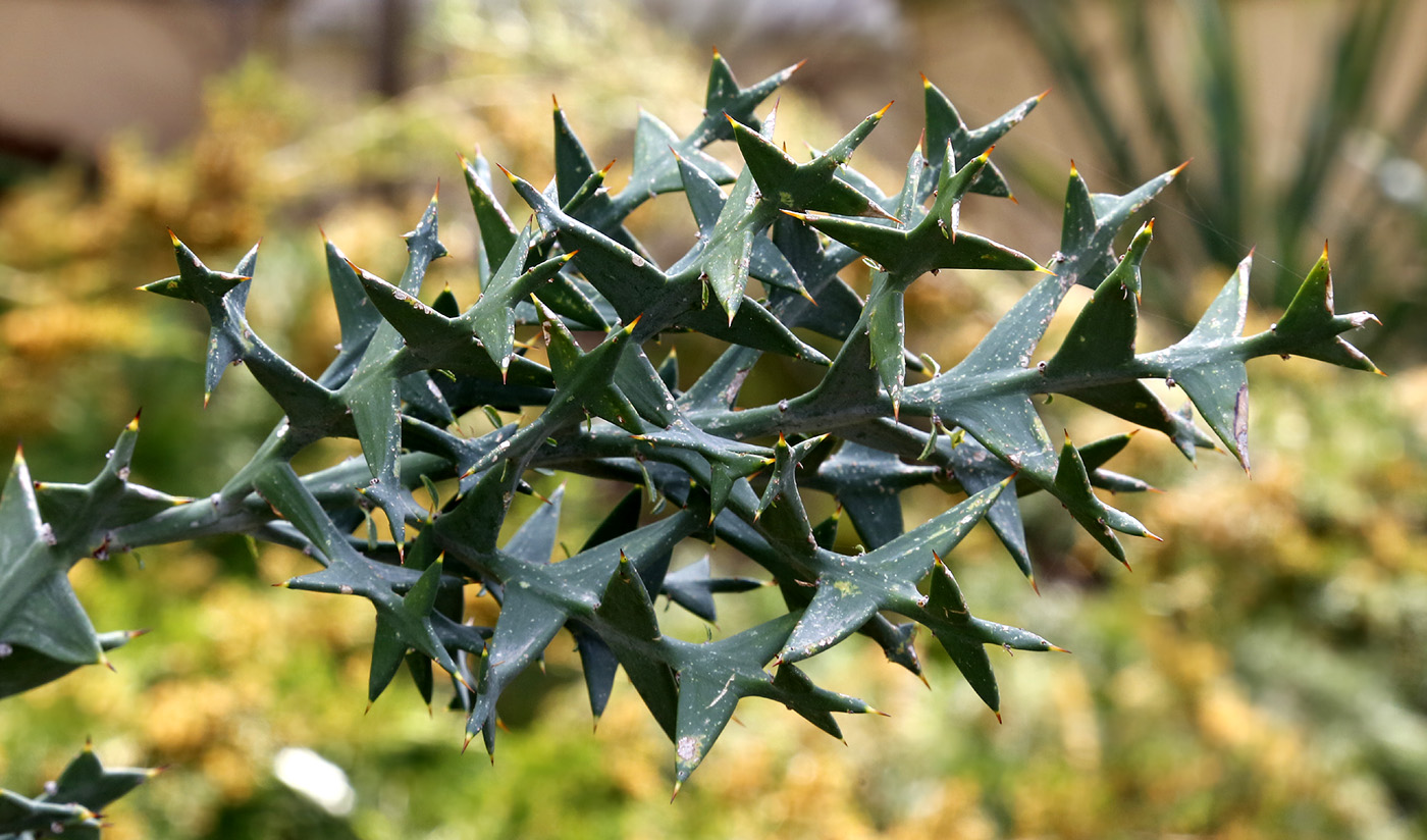 Image of Colletia paradoxa specimen.