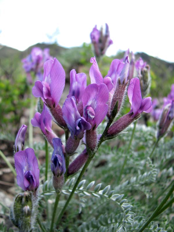 Изображение особи Oxytropis argentata ssp. brevidentata.