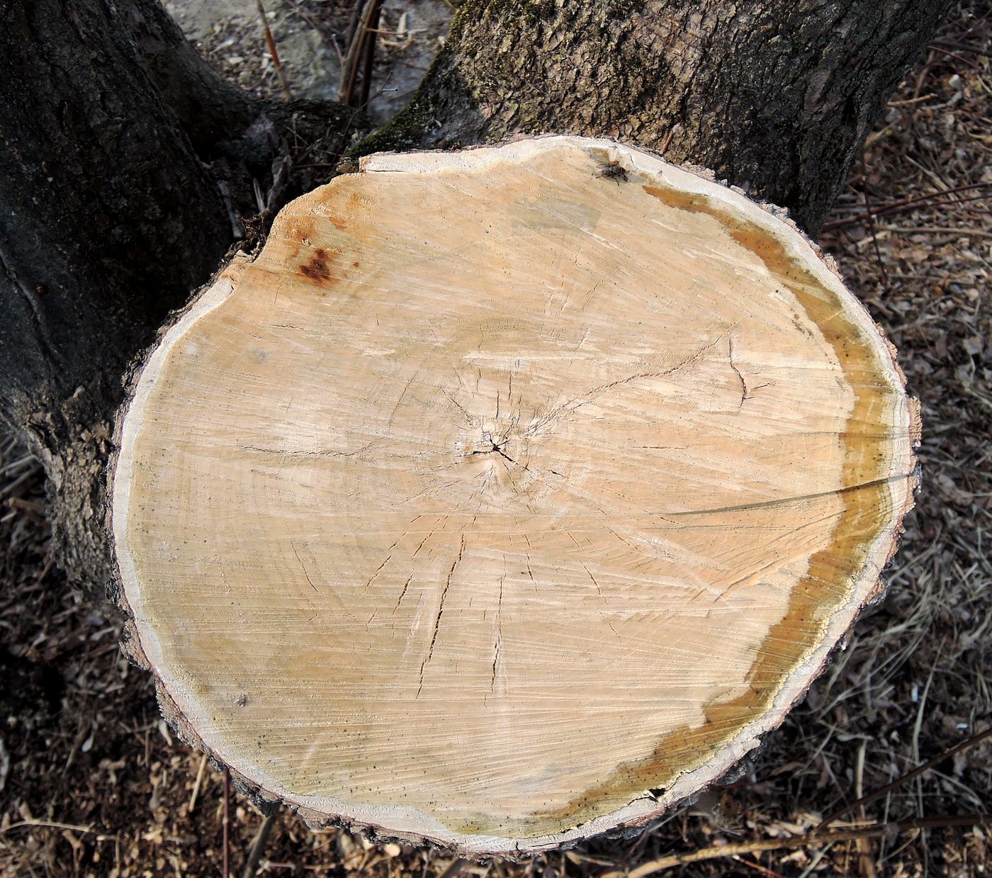 Image of Acer negundo specimen.