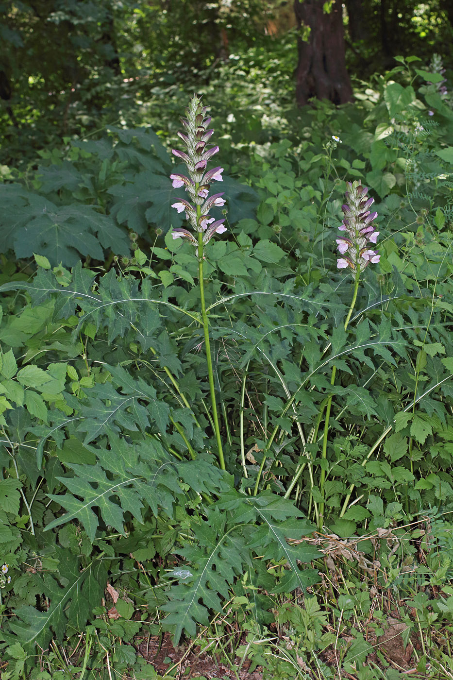 Image of Acanthus mollis specimen.