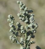 genus Chenopodium