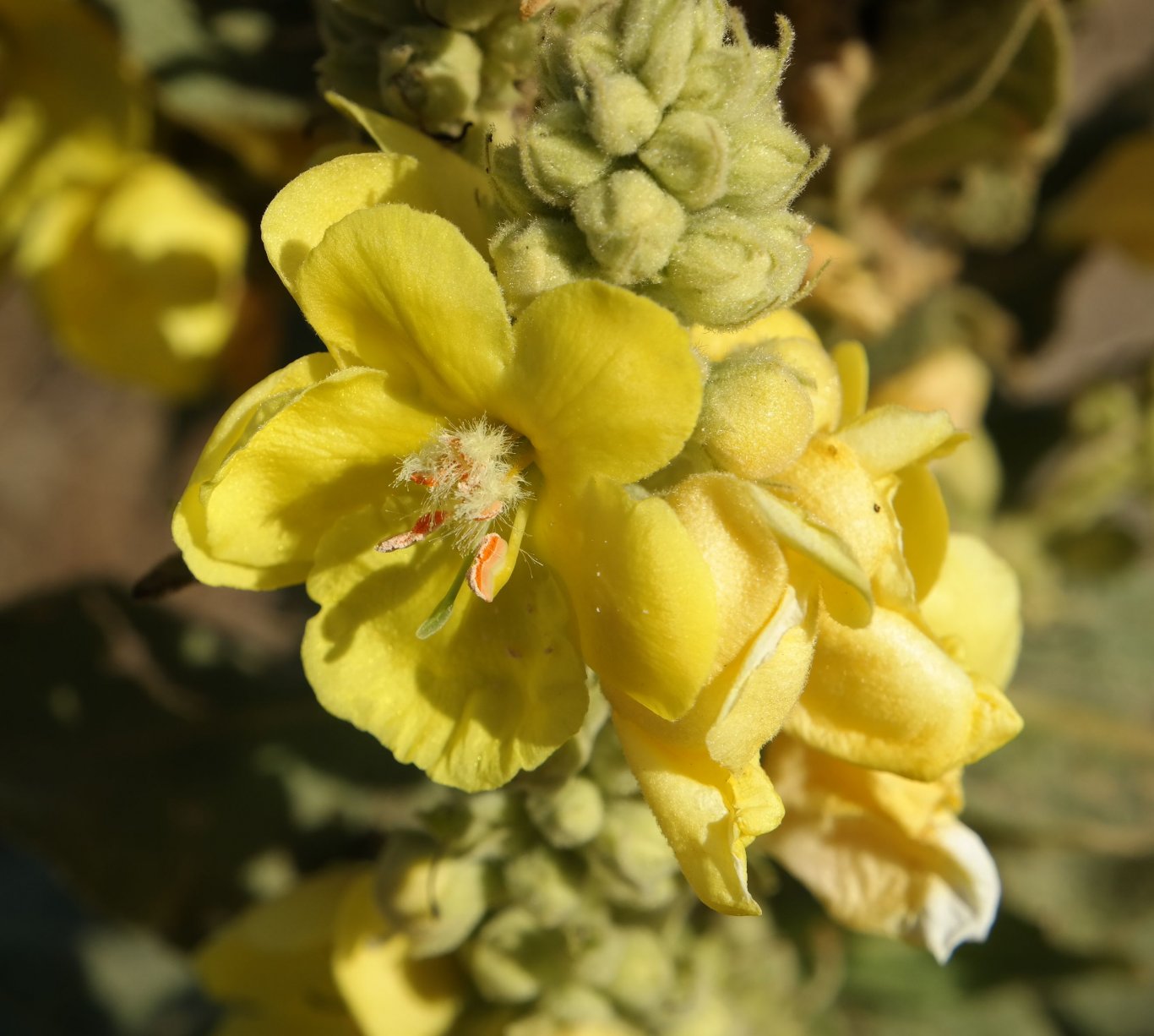 Image of Verbascum densiflorum specimen.