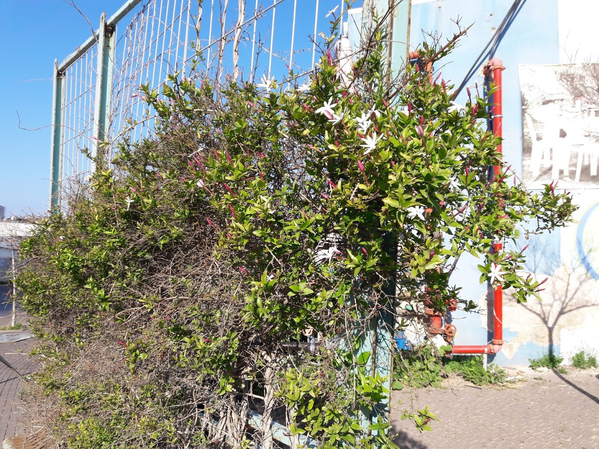 Image of Jasminum laurifolium specimen.