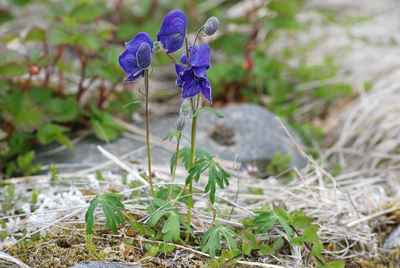 Image of Aconitum delphiniifolium specimen.