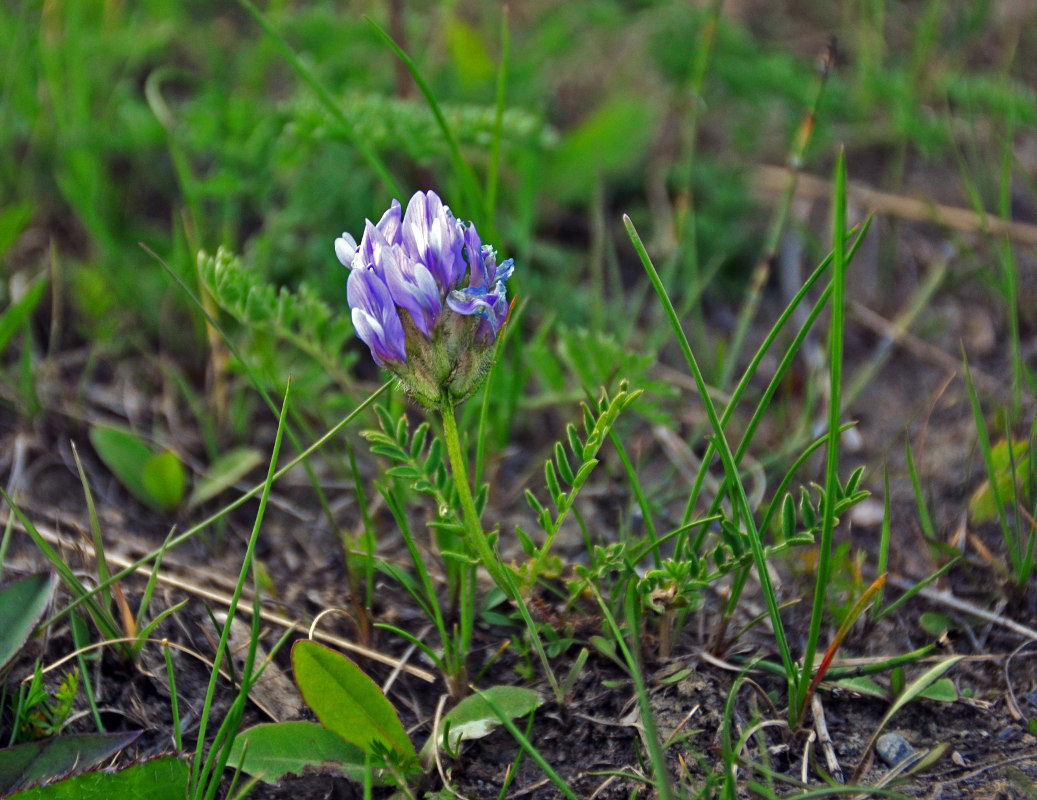 Image of Oxytropis alpina specimen.