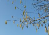 Corylus pontica