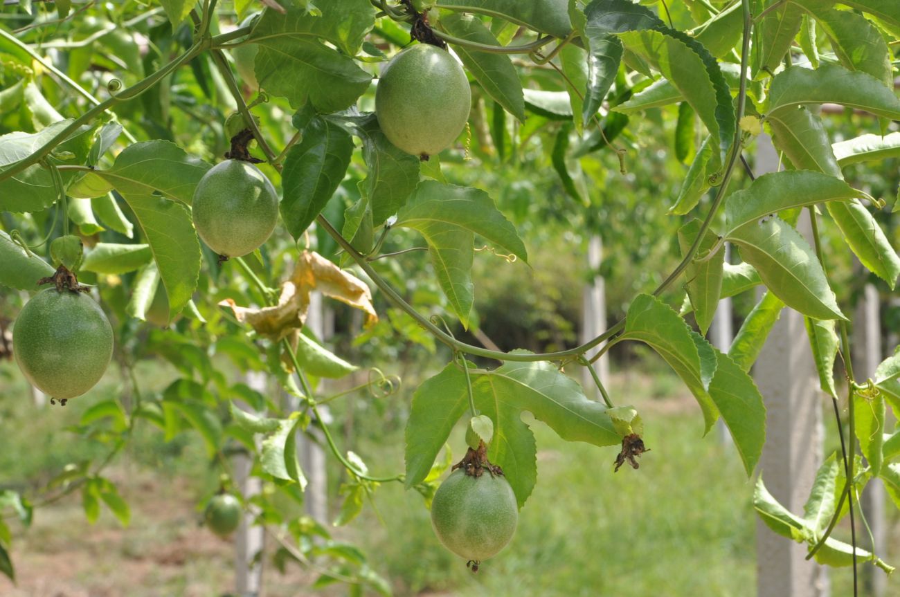 Image of Passiflora edulis specimen.