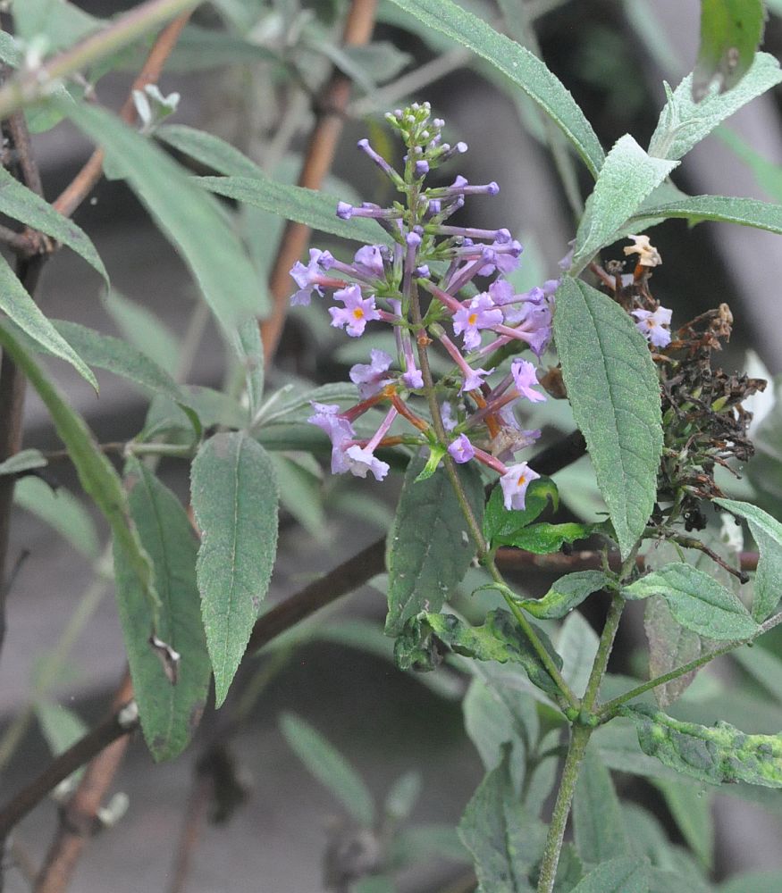 Image of Buddleja davidii specimen.