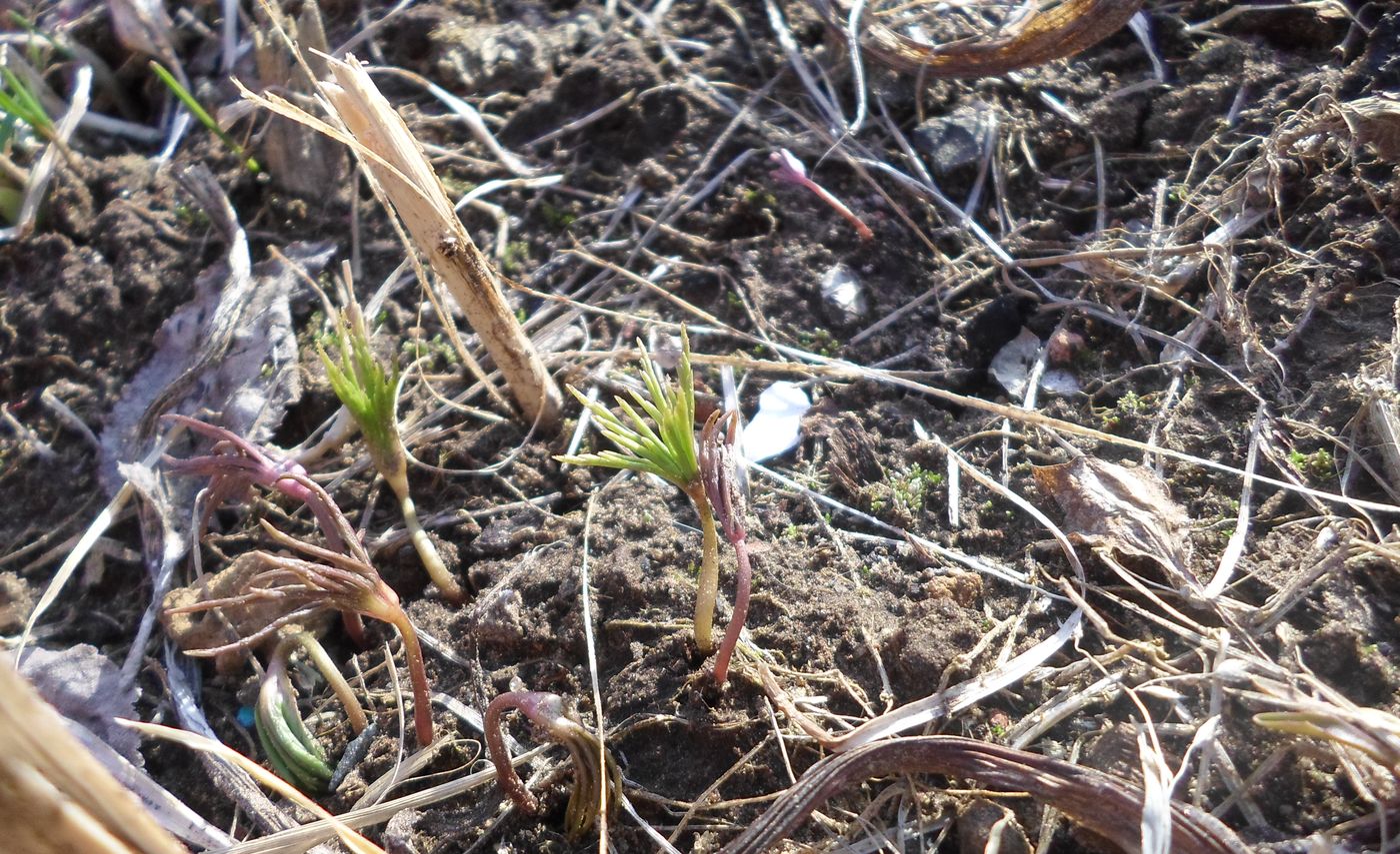 Image of Anemone ranunculoides specimen.