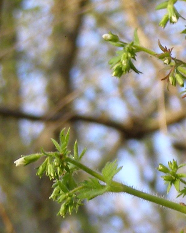 Image of Saxifraga irrigua specimen.