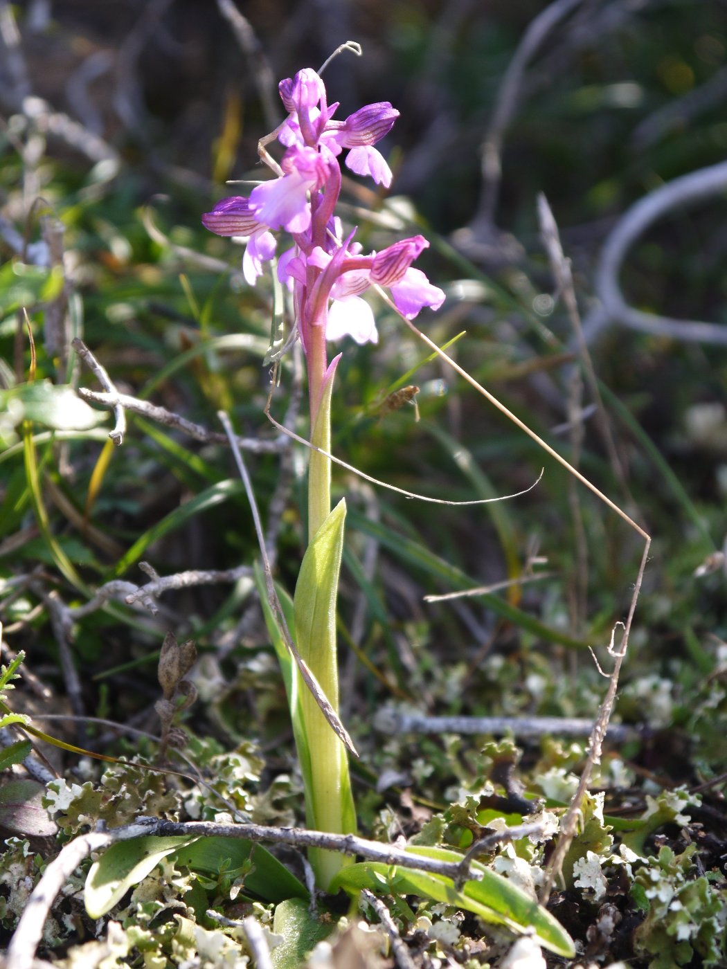 Изображение особи Anacamptis morio ssp. syriaca.