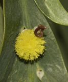 Acacia glaucoptera