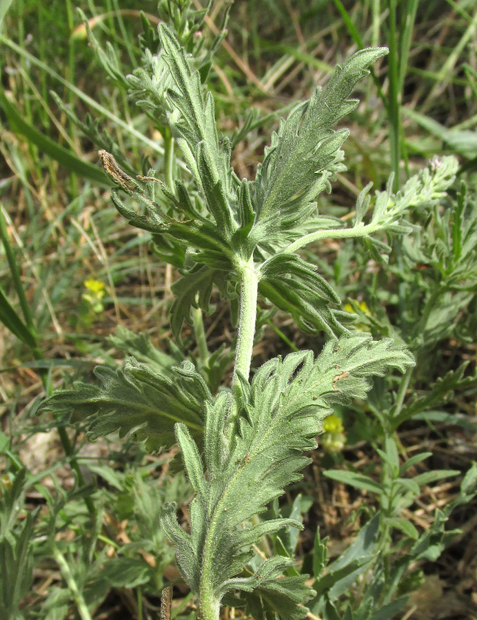 Image of Veronica jacquinii specimen.