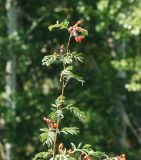 Sorbus sibirica. Верхушка ветви с соплодиями. Восточный Казахстан, г. Усть-Каменогорск, восточные окр., Лесхоз, склон сопки. 15.08.2017.