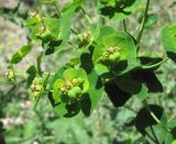 Euphorbia iberica. Часть соцветия. Дагестан, окр. с. Талги, каменистый склон. 15.05.2018.
