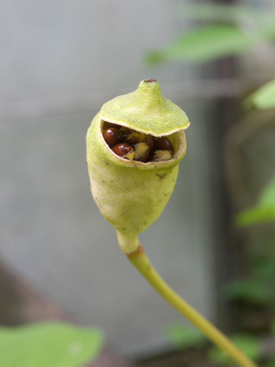 Image of Jeffersonia diphylla specimen.