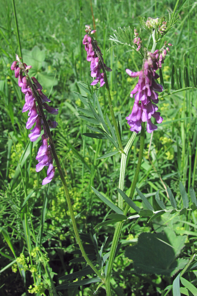 Image of Vicia tenuifolia specimen.