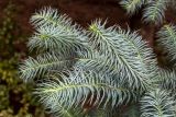 Cunninghamia lanceolata