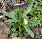 Viola occulta