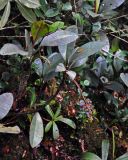 Labisia paucifolia