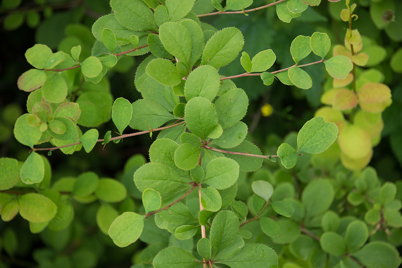 Image of genus Berberis specimen.