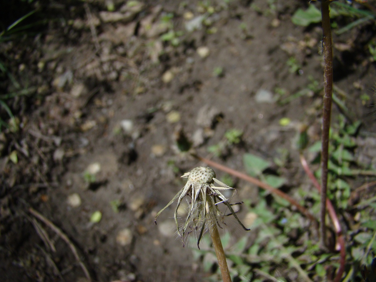 Image of genus Taraxacum specimen.