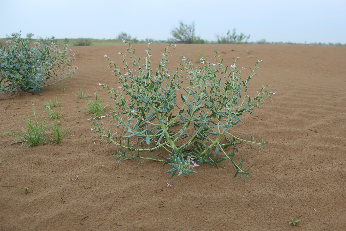 Изображение особи Caccinia macranthera.