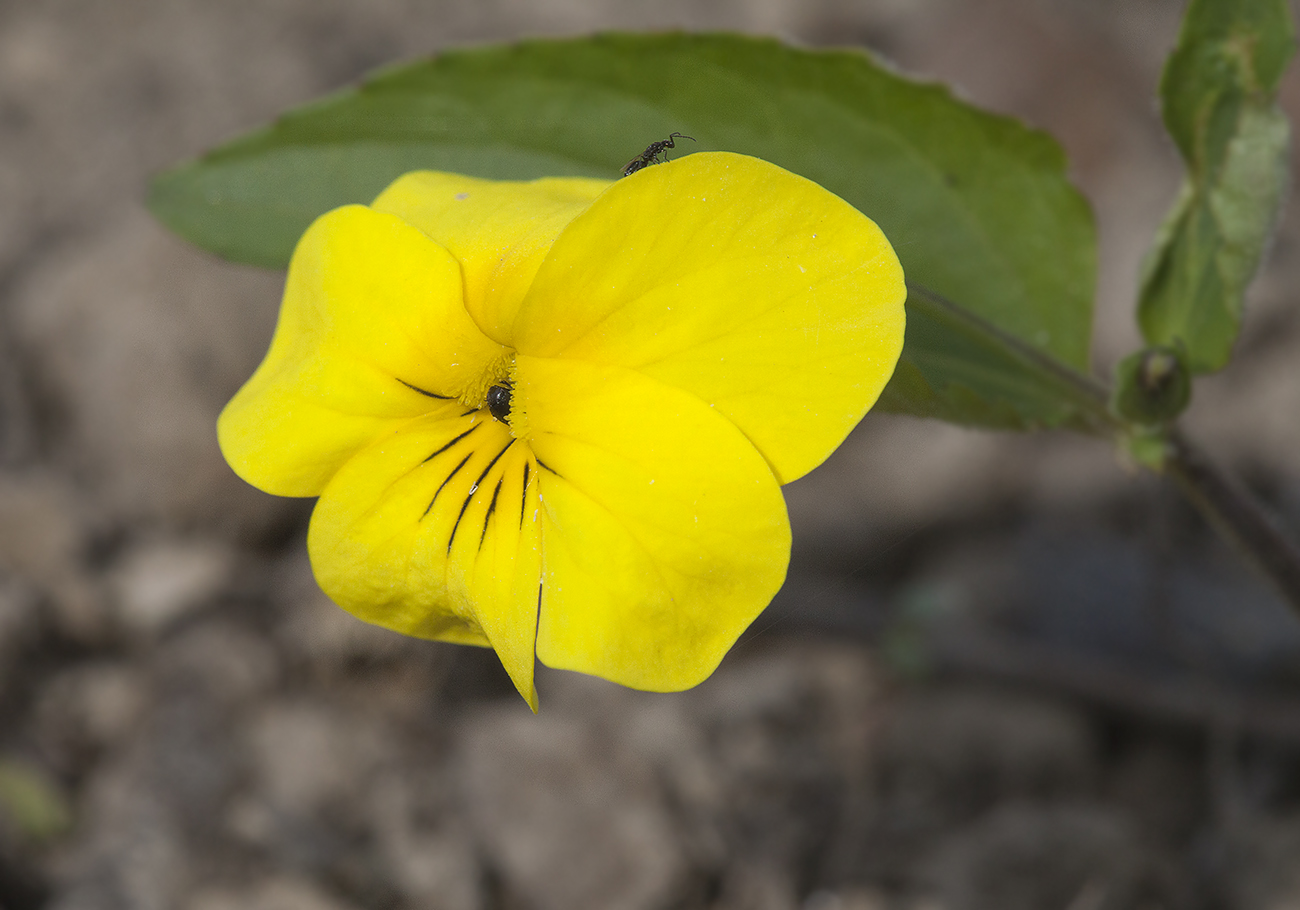 Image of Viola orientalis specimen.