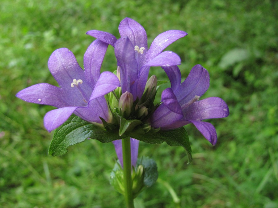 Image of Campanula glomerata specimen.