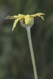 Anthemis tinctoria