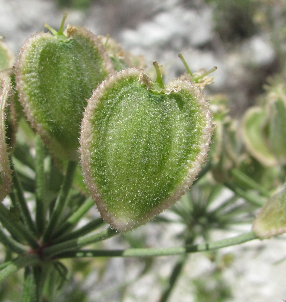 Image of Heracleum grandiflorum specimen.