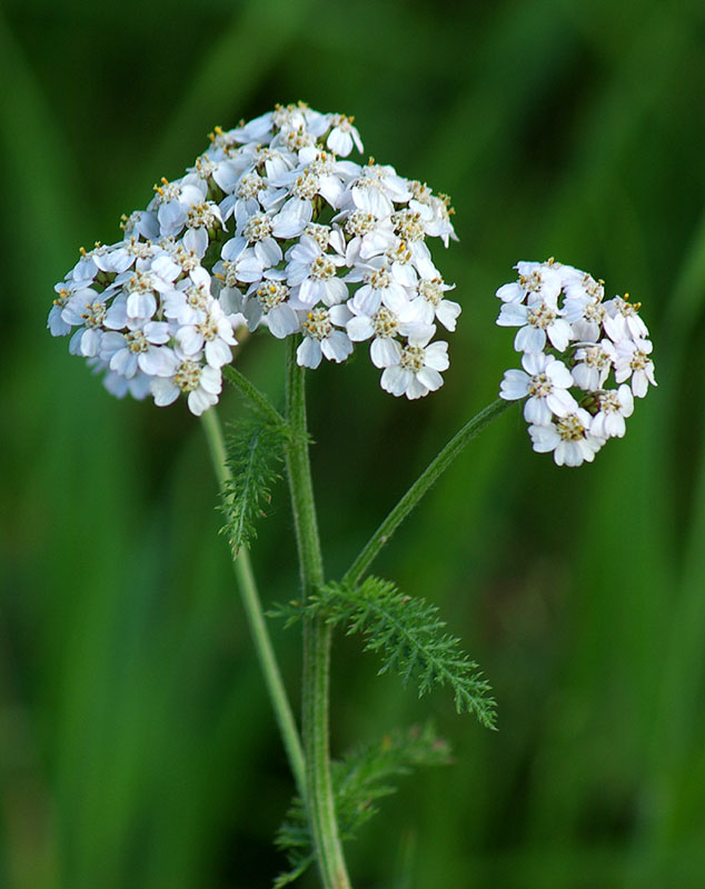 Image of Achillea millefolium specimen.