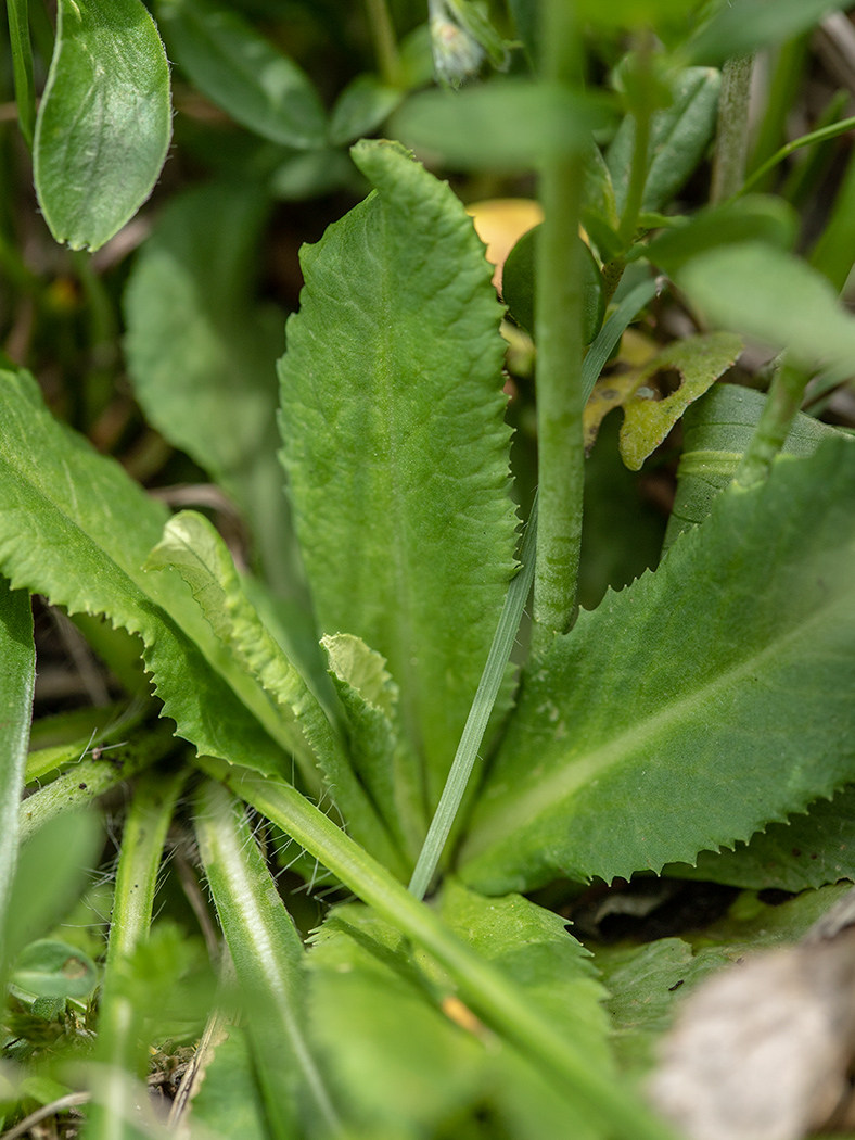 Изображение особи Primula algida.