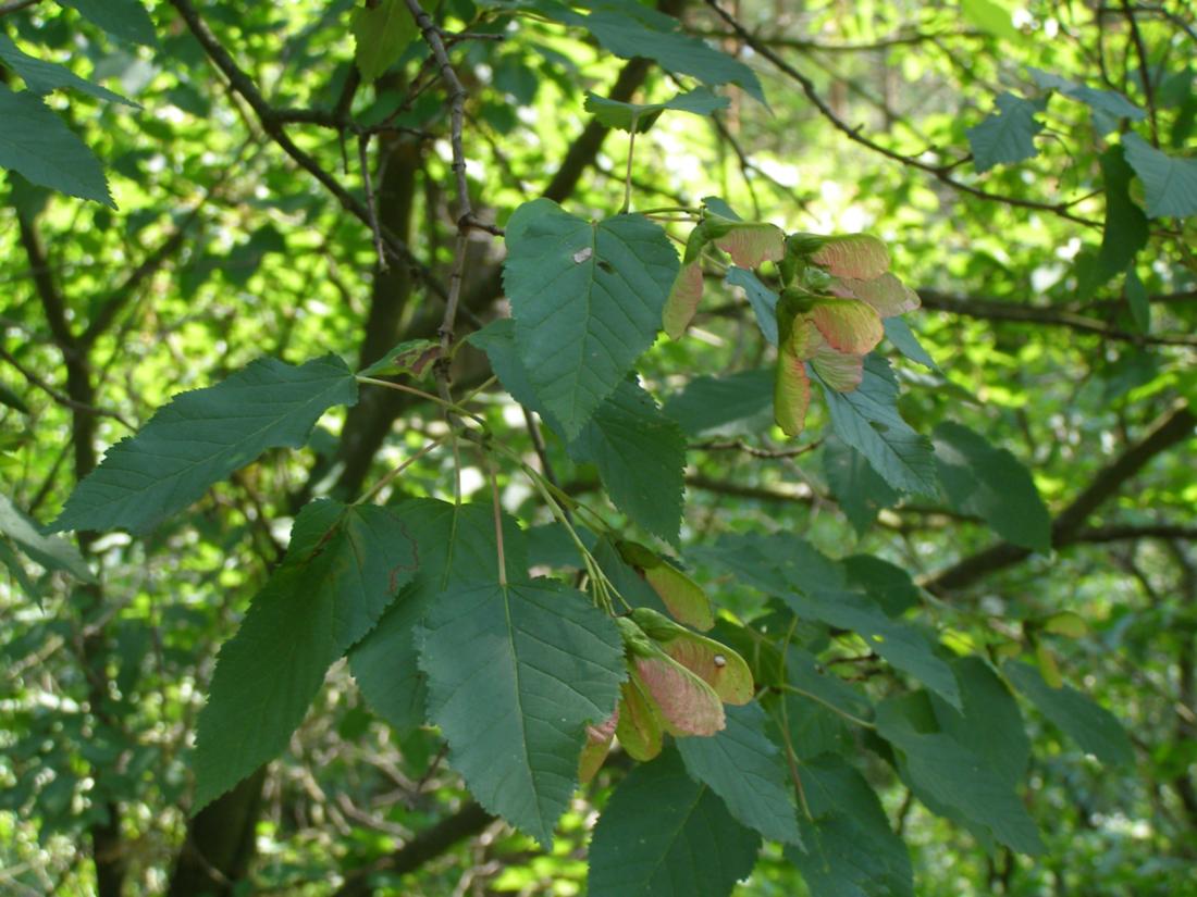 Image of Acer tataricum specimen.