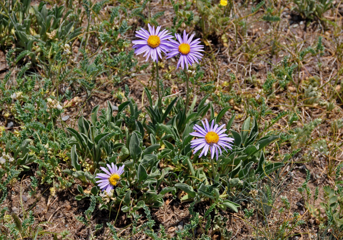 Image of Aster alpinus specimen.