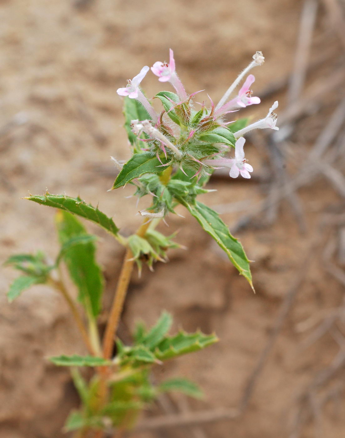 Image of Chamaesphacos ilicifolius specimen.