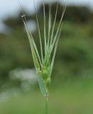 genus Aegilops