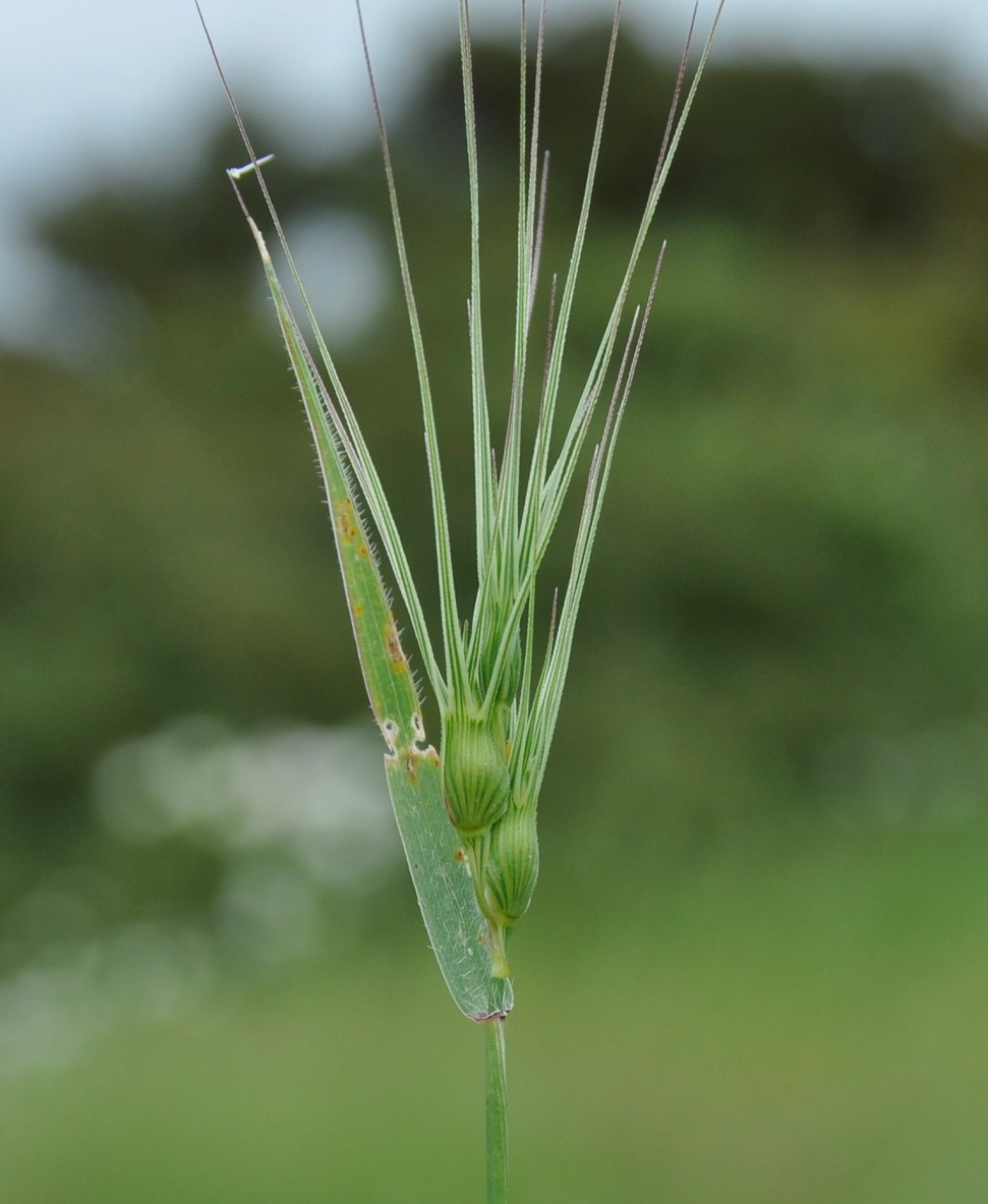 Image of genus Aegilops specimen.