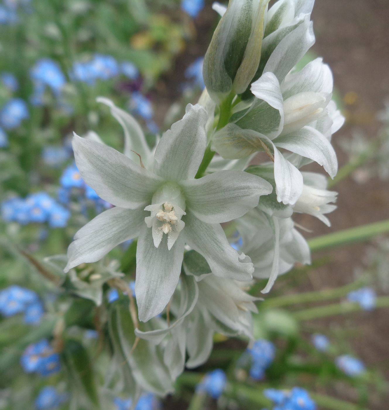 Изображение особи род Ornithogalum.