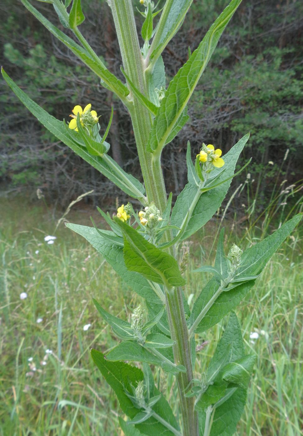 Image of Verbascum lychnitis specimen.