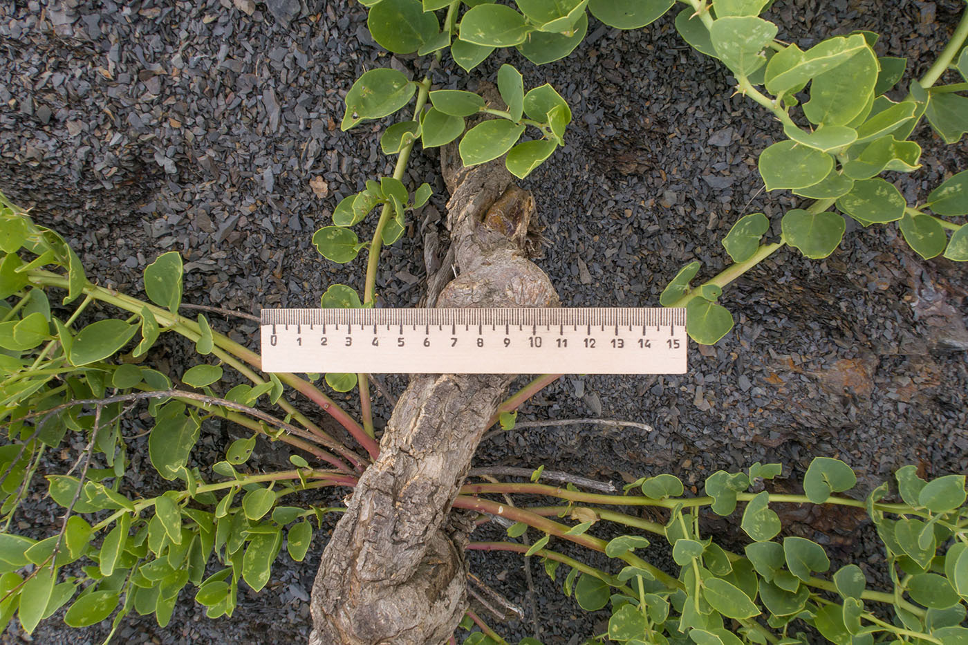 Image of Capparis herbacea specimen.