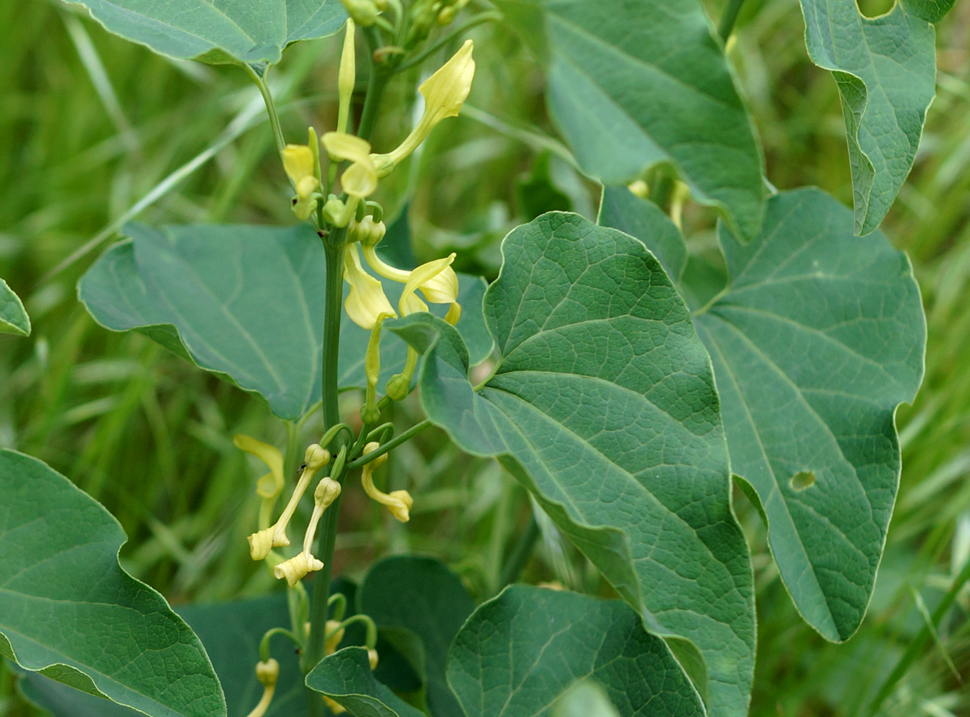 Изображение особи Aristolochia clematitis.