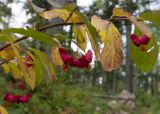 Смотреть изображение Euonymus leiophloeus