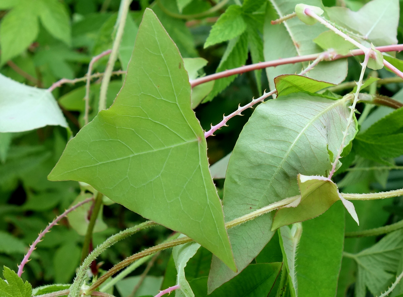 Image of Chylocalyx perfoliatus specimen.