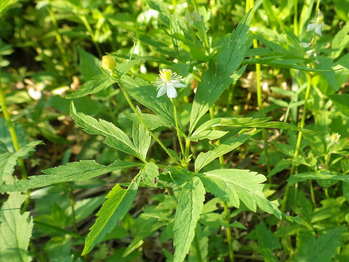 Изображение особи Anemone osinovskiensis.