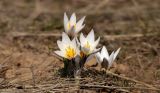 Crocus alatavicus